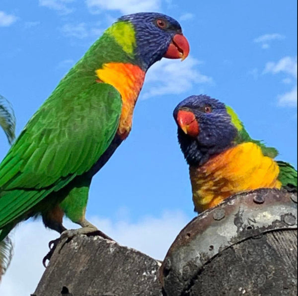 Lorikeet Australian bird animal … - Full Coverage of Diamonds - Made to Order - round or square - poured glue or Double sided Tape Adhesive - Australian Company