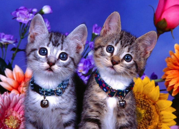 Cats animal cat Diamond Painting IN STOCK NOW FROM AUSTRALIA