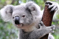 Koala Australian Animal  Diamond Painting IN STOCK NOW FROM AUSTRALIA