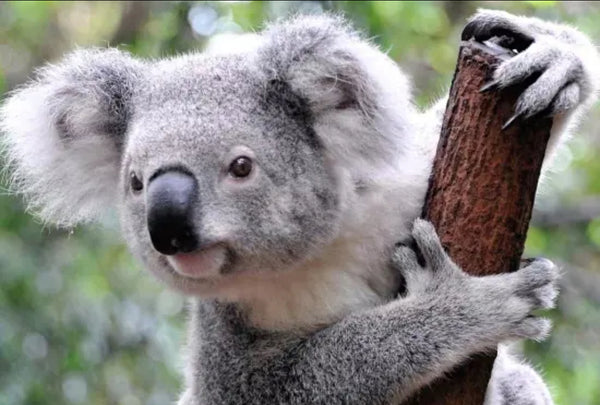 Koala Australian Animal  Diamond Painting IN STOCK NOW FROM AUSTRALIA
