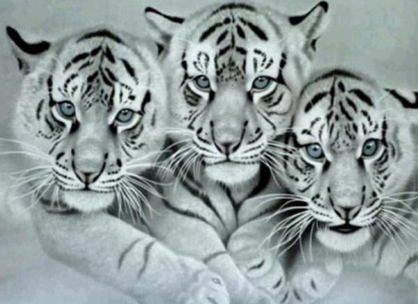 3 tiger family … Full Coverage of Diamonds - Made to Order