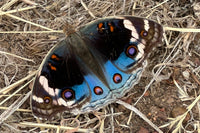 Butterfly … Full Coverage of Diamonds - Made to Order - DIY Craft Kit