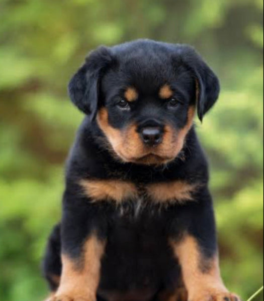 Dog … Full Coverage of Diamonds - Made to Order - round or square - poured glue or Double sided Tape Adhesive - Australian Company