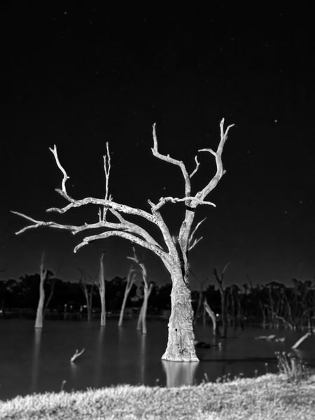 Black and White Large Tree  … Full Coverage of Diamonds - Made to Order - round or square - poured glue or Double sided Tape Adhesive - Australian Company
