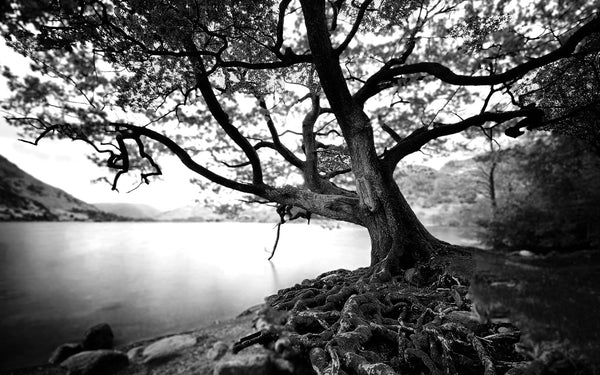 Black and White Large Tree  … Full Coverage of Diamonds - Made to Order - round or square - poured glue or Double sided Tape Adhesive - Australian Company
