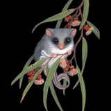 Australian Animal sugar Glider … - Full Coverage of Diamonds - Made to Order - round or square - poured glue or Double sided Tape Adhesive - Australian Company