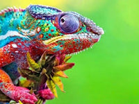 Chameleon Lizard - Pre Order (Made to order) … Full Coverage Of Diamonds
