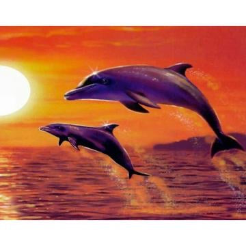 Dolphin # 9 - … Full Coverage Of Diamonds