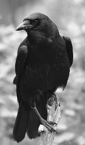 Crow # 2 * Pre Order (Made to order) …- Full Coverage of Diamonds