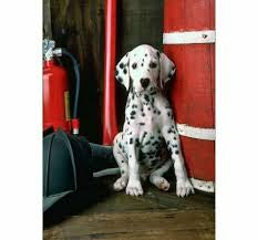 Dalmatian Dog diamond painting - * Made to order … Full Coverage Of Diamonds