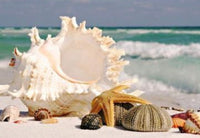 Beach Shell * Made to order … Beach Shell - Full Coverage Of Diamonds
