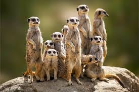 Meerkat Family # 3 - Pre Order (Made to order) … Full Coverage Of Diamonds