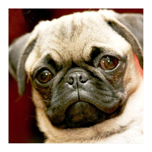 Pug * Pre Order (Made to order) … - Full Coverage of Diamonds