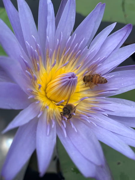 Water Lilly * Pre Order (Made to order) … Water Lilly flower bees - Full Coverage Of Diamonds