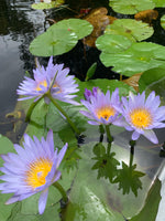 Water Lilly flowers # 2 - * Pre Order (Made to order) … Full Coverage Of Diamonds