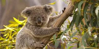 Australian Koala 2 - Made to order … Full Coverage Of Diamonds