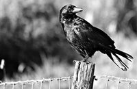 Crow* Pre Order (Made to order) …- Full Coverage of Diamonds