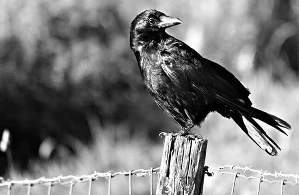 Crow* Pre Order (Made to order) …- Full Coverage of Diamonds