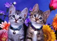 Cats - * Made to order … Full Coverage Of Diamonds