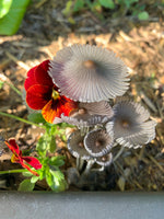 Mushroom fungus fungi diamond painting - * Made to order …Full Coverage Of Diamonds