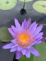 Water Lilly flowers # 2 - * Pre Order (Made to order) … Full Coverage Of Diamonds