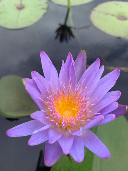 Water Lilly flowers # 2 - * Pre Order (Made to order) … Full Coverage Of Diamonds