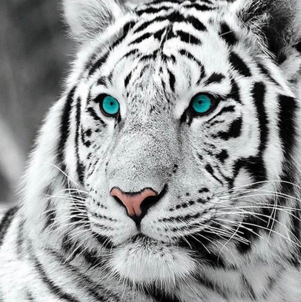 Blue Eyes … - Full Coverage of Diamonds - Made to Order