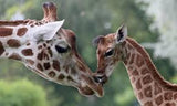 Giraffe # 4 * Pre Order (Made to order) … Full Coverage of Diamonds