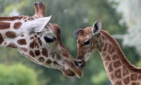 Giraffe # 4 * Pre Order (Made to order) … Full Coverage of Diamonds