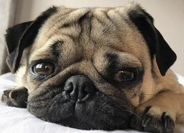 Pug 3 * Pre Order (Made to order) … - Full Coverage Of Diamonds