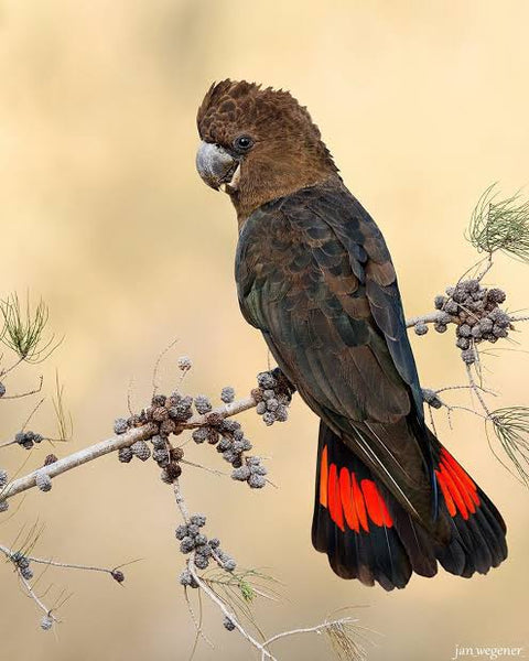 Black Cockatoo # 2 - * Made to order … Full Coverage Of Diamonds