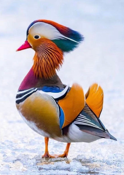 Colourful Bird 5 - … Full Coverage Of Diamonds - Made to Order