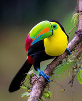 Colourful Bird 3 - … Full Coverage Of Diamonds - Made to Order