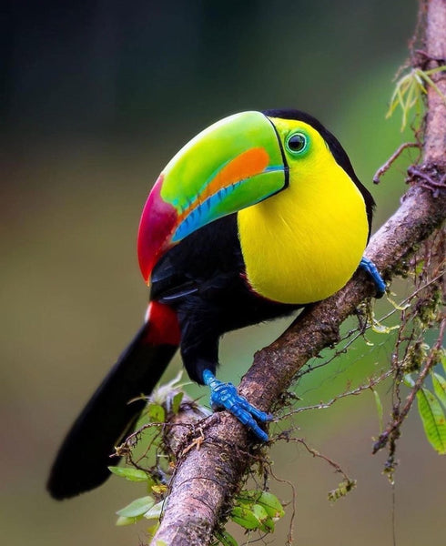 Colourful Bird 3 - … Full Coverage Of Diamonds - Made to Order