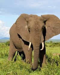 Elephant 6 - Pre Order (Made to order) … Full Coverage Of Diamonds