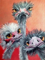 Emu Diamond Painting - … Full Coverage Of Diamonds - Made to Order