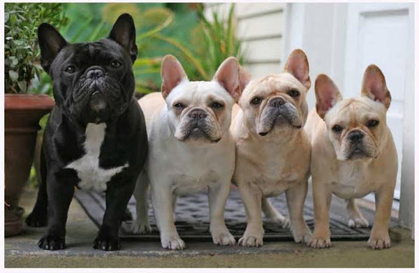French bulldog * Pre Order (Made to order) … French Bulldog - Full Coverage of Diamonds