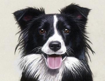 Dog # 2 - … made to order .. Full Coverage Of Diamonds