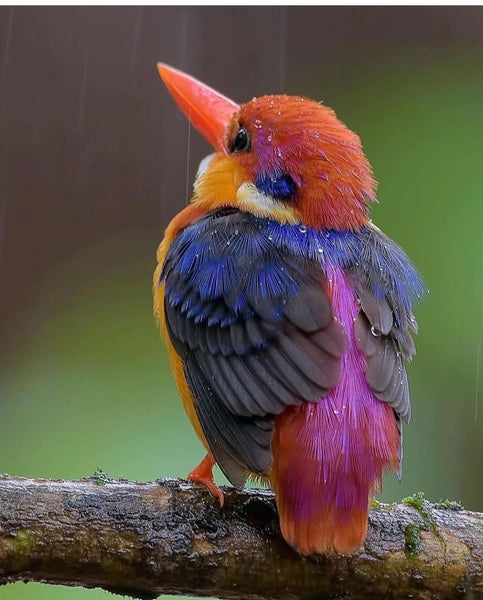 Colourful Bird 4 - … Full Coverage Of Diamonds - Made to Order
