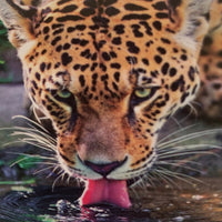 Leopard  Diamond Painting … - Full Coverage of Diamonds - Made to order
