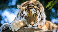 Tiger * Pre Order (Made to order) … Full Coverage of Diamonds