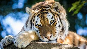 Tiger * Pre Order (Made to order) … Full Coverage of Diamonds