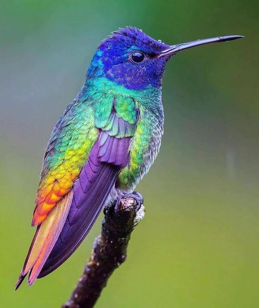 Colourful Bird 2 - … Full Coverage Of Diamonds - Made to Order