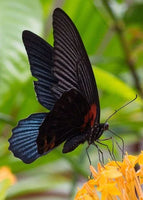 Butterfly diamond painting - * Made to order …Full Coverage Of Diamonds