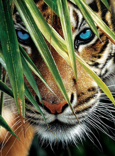 Tiger # 12 - … made to order .. Full Coverage Of Diamonds